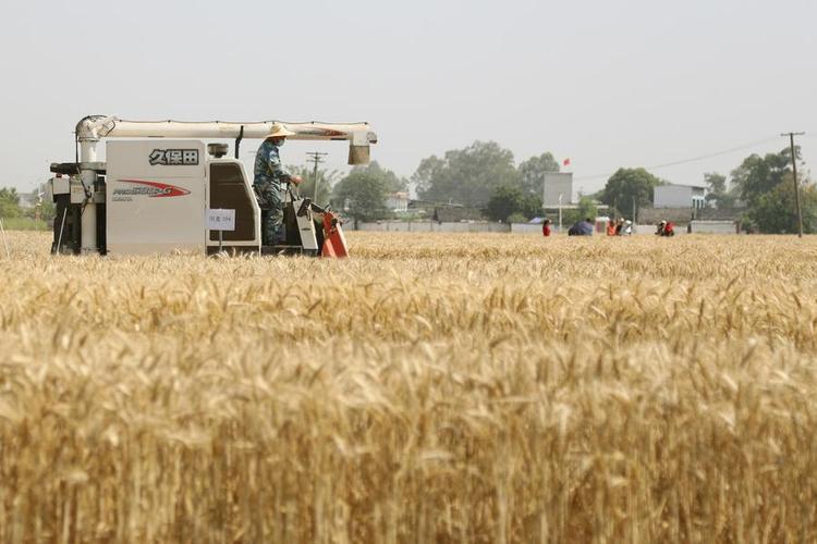 A staff member harvests wheat at an agricultural industrial park in Guanghan City, southwest China