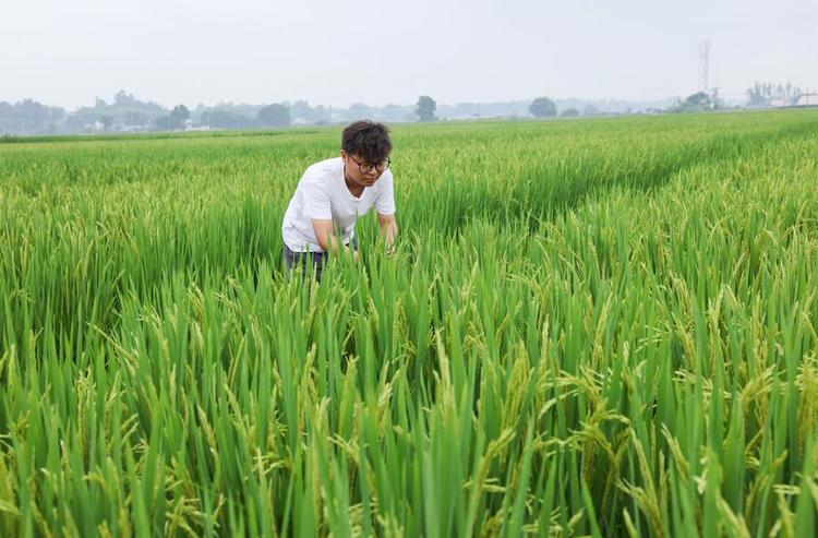 Wang Tao checks the growth of rice in Yongfeng Village of Taihe Town in Meishan City, southwest China