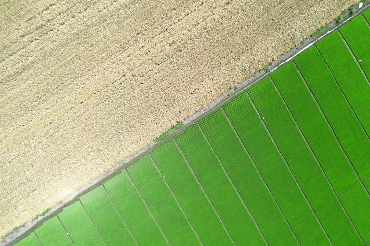 An aerial drone photo taken on May 13, 2024 shows wheat (above) and paddy fields at an agricultural industrial park in Guanghan City, southwest China