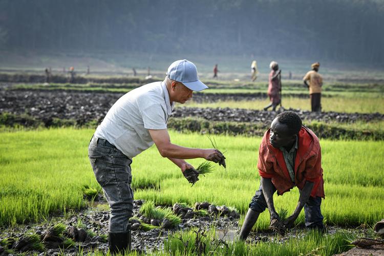 Zheng Ruijin (L) instructs as a farmer follows in transplanting rice seedlings at a paddy field in Huye District, Southern Province, Rwanda, Aug. 14, 2024. (Xinhua/Han Xu)