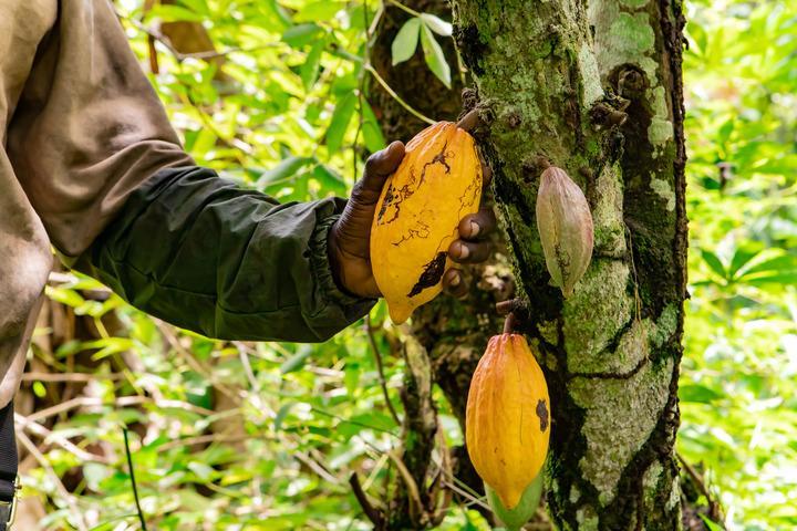 Sekiss Enyeh Bayere checks a ripe cocoa pod at his plantation on the outskirts of Buea, capital of the Southwest Region of Cameroon, April 8, 2026. (Photo by Muleng Timngum/Xinhua)