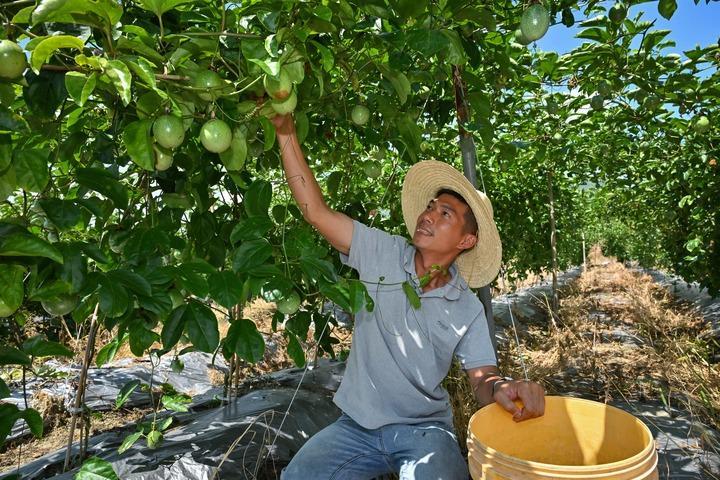 A villager harvests passion fruit in Zhongfu Village of Changting County, southeast China's Fujian Province, July 24, 2026.(Xinhua/Han Xu)